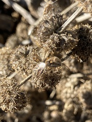 Agonoscelis puberula