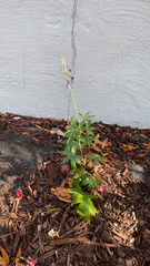 Delphinium exaltatum