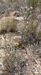 Pteronia membranacea