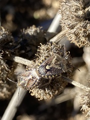 Agonoscelis puberula