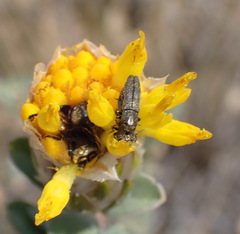 Pteronia membranacea