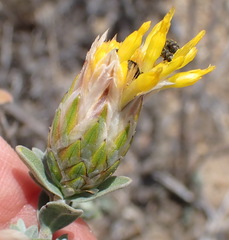 Pteronia membranacea
