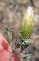 Pteronia membranacea