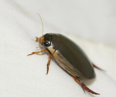 Onychohydrus scutellaris