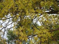 Fraxinus angustifolia