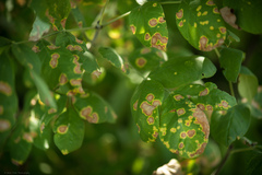 Mycosphaerella fraxinicola