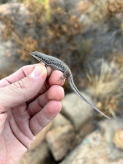 Trachylepis variegata