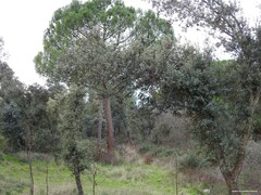 Quercus rotundifolia