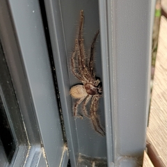 Sparassidae