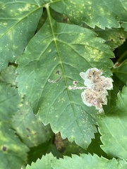 Phytomyza angelicastri