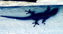 Lygodactylus chobiensis