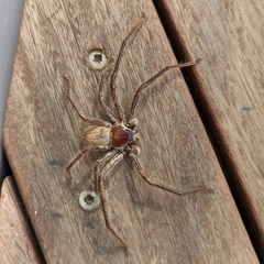 Sparassidae