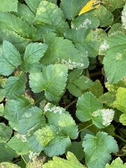 Phytomyza angelicastri