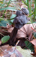 Helvella lacunosa