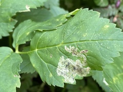 Phytomyza angelicastri