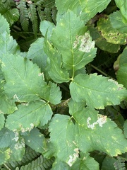 Phytomyza angelicastri