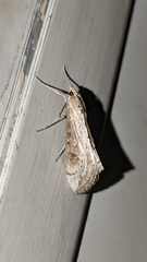 Evergestis isatidalis