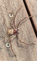 Sparassidae