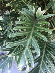 Thaumatophyllum xanadu