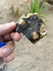 Psammobates tentorius trimeni