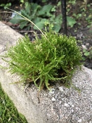 Hygroamblystegium varium