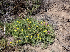 Malephora lutea
