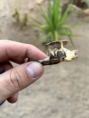 Psammobates tentorius trimeni