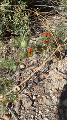 Ibervillea tenuisecta