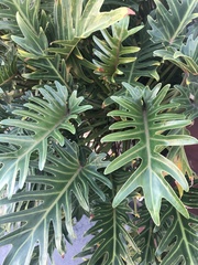 Thaumatophyllum xanadu