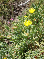 Malephora lutea
