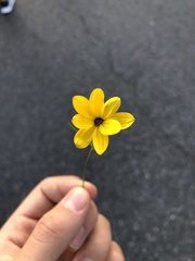 Coreopsis verticillata