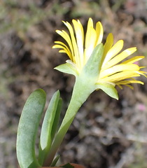 Malephora lutea