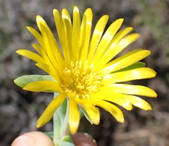 Malephora lutea