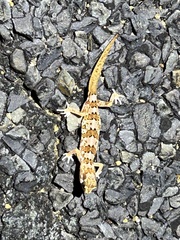 Pachydactylus latirostris