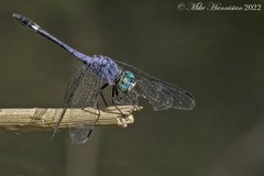 Micrathyria aequalis