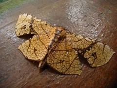 Thyrididae