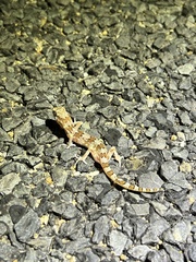 Pachydactylus latirostris