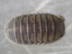 Holoverticata