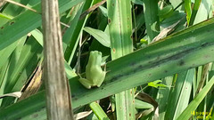 Hyla flaviventris