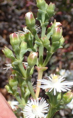 Ruschia multiflora