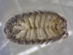 Holoverticata