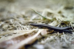 Panaspis wahlbergii