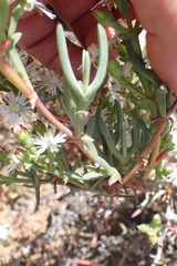 Ruschia multiflora