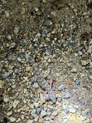 Pachydactylus weberi