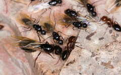 Camponotus lateralis