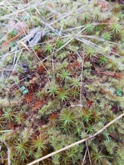 Polytrichum