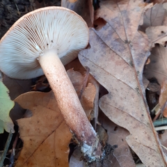 Lactarius chrysorrheus