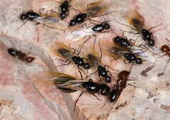 Camponotus lateralis