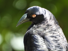Molothrus oryzivorus