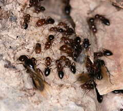 Camponotus lateralis